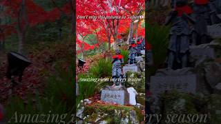Don’t miss this Autumn in Japan #japanvlog #visitjapan #oyama #autumninjapan #hiking #peaceful