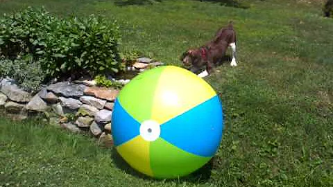 Baxter with beach ball