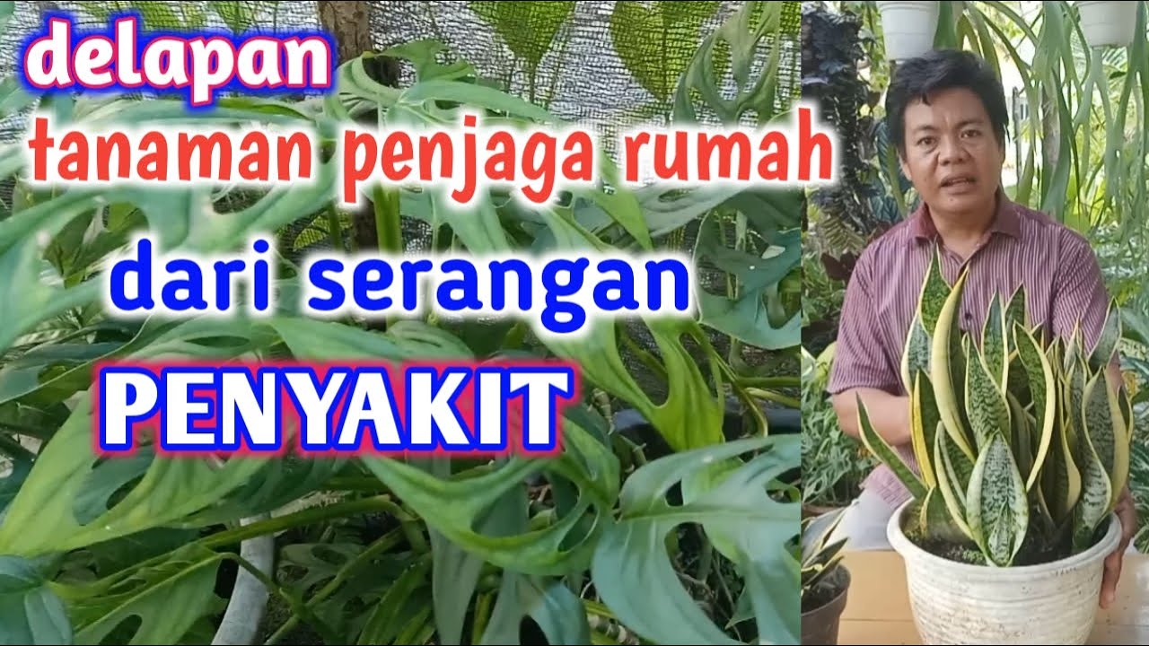 8 Tanaman Penjaga Rumah Dari Serangan Penyakit