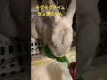 モグモグタイム ちょびちゃん🐰 【うさぎの日常】ちょびちゃん さきちゃん#ちょびちゃん#さきちゃん#うさぎ#癒し#動画#癒し動画#飼い方#かわいい#音楽#日常#ニュース#休日#速報#Rabbit