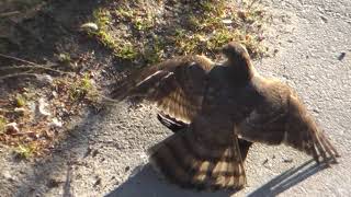 Hawk strikes a jackdaw (GRAPHIC) you all know how it´ll end.