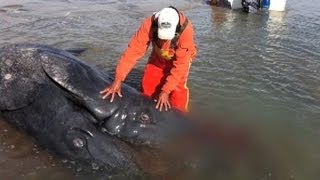 Pescadores descobrem baleias siamesas em laguna no México