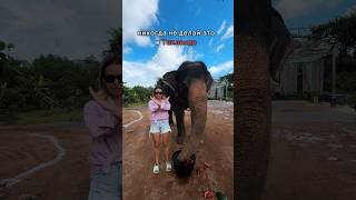 📍Покормить и помыть слонов в Таиланде можно тут 👉🏼 Elephant Jungle Sunctuary