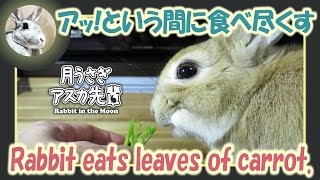 アッ！という間に食べ尽くす【ウサギのだいだい 】　2017年2月23日