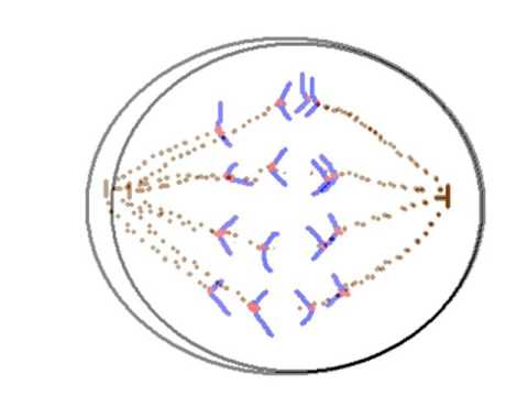 Video: Nguyên nhân của chuyển động Anaphasic là gì?