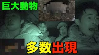 岡崎って動物出まくるから実質ナイトサファリなんじゃね？