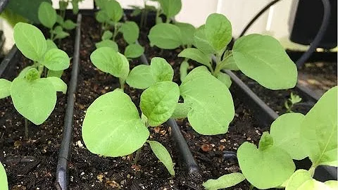 How to start eggplant seeds - DayDayNews