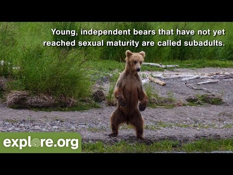 five-fascinating-facts-about-brown-bear-cubs-&-subadults---never-stop-learning