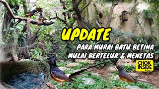 UPDATE AVIARY | PARA MURAI BATU BETINA MULAI BERSARANG, BERTELUR DAN ADA YANG SUDAH MENETAS