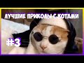 Лютые мемы с котами. КОТ СЪЕЛ НАУШНИК. смешные мемы