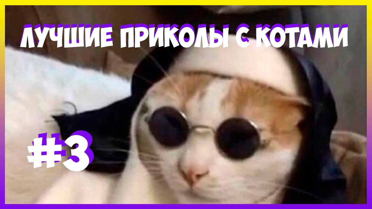 Смешные Коты Фото Мемы Смешные Коты Фото Мемы