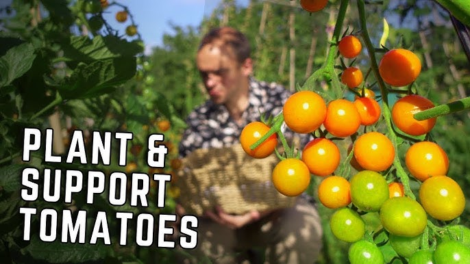 5 Ways To Build Tomato Plant Supports For Maximum 2024