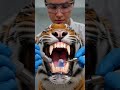 No Sedation 😲 Dog Dental Cleaning At Home – Tartar Removal Tutorial 🐶🦷
