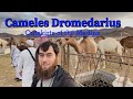 The dromedary camel camel milk saudi arabia umrah 2022