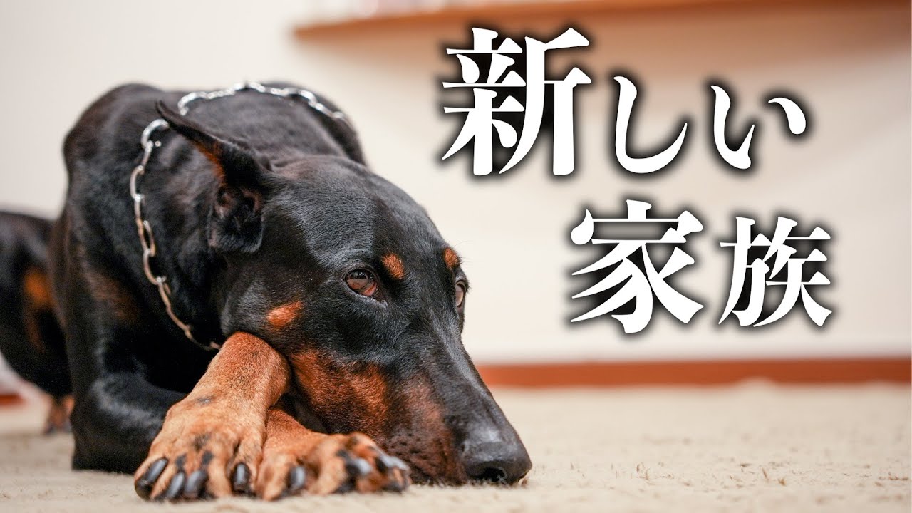 Doberman shows jealousy towards new family member - YouTube