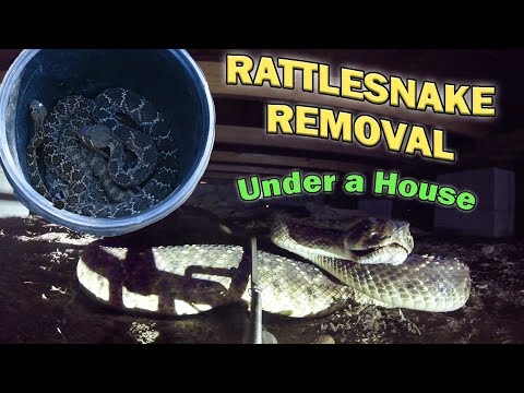 Removing Rattlesnakes from UNDER a HOUSE