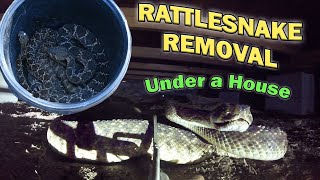 Removing Rattlesnakes from UNDER a HOUSE