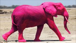 Hardbouncer - Pink Elephants