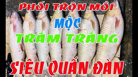 Hướng dẫn phối mồi Trắm trắng tổng hợp