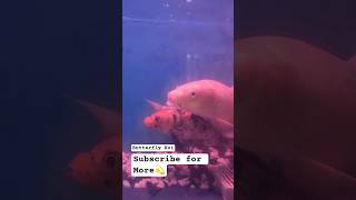 Butterfly Koi Fish in aquarium 💫🐟🥰 #fish #aquarium #fishingvideo #koi #beautiful #hugefish #shorts