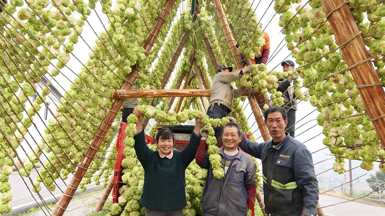 倒挂 300 斤榨菜，涪陵人年年做榨菜，一坛一香岁岁相传。【燕麦行游】