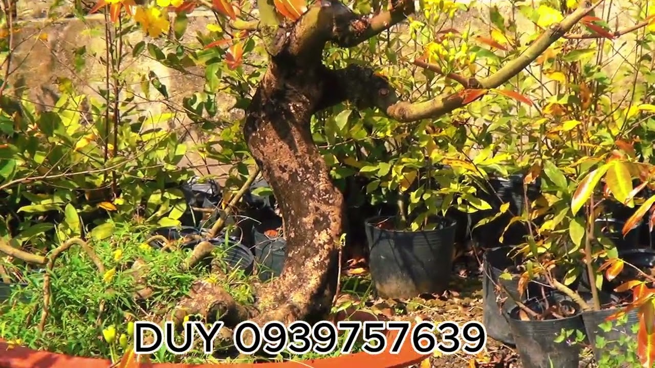 Thanh lý vườn mai mọi người có nhu cầu liên hệ 0939757639