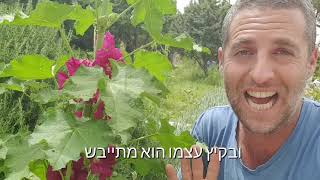הפריחות הכי יפות שיש בגינות ים תיכוניות ארץ ישראליות (סרטון מלא)