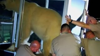 Raw: Okla. Wardens Seize Mounted Polar Bear screenshot 5
