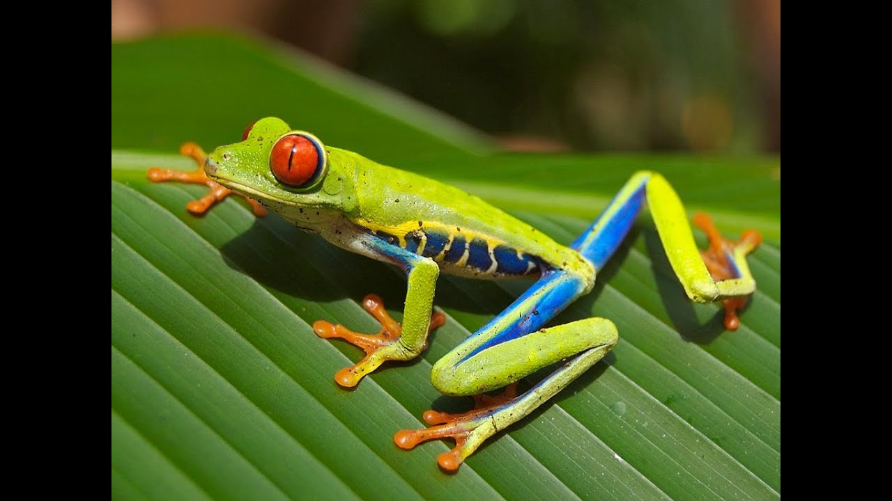 Teaser séjour nature au Costa Rica 2021 avec Val de Loire Ecotourisme et Pachamama Voyages