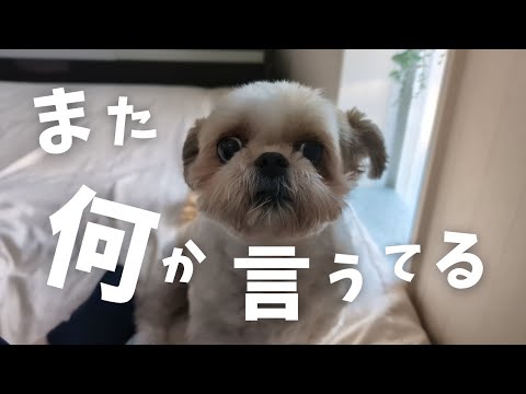 【シーズー】また何か一生懸命に言いにきたんやけど。朝から小さな息子達が賑やかすぎるんよwww~多頭飼い~チワワ シーズー ミニチュアピンシャー トイプードル