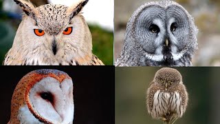 All types of Owl A to Z | All Owl species in the world | 50+ Owls | Kinds of Owl | All about of Owl by BEAUTIFUL WORLD 335 views 1 year ago 2 minutes, 6 seconds