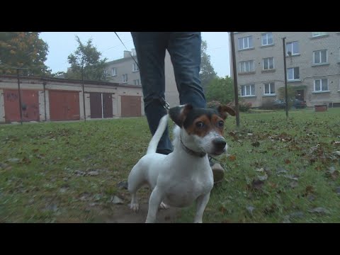 Video: Drošība Pie Baseina: Novērsiet Mājdzīvnieku Noslīkšanas Nāvi