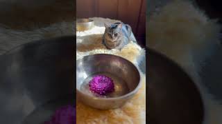 Tibetan Gong Bath for my cat πββ¬ #soundhealing #catspaw #reiki #infraredbiomat Tibetan Gong Bath for my cat πββ¬ #soundhealing #catspaw #reiki #infraredbiomat
