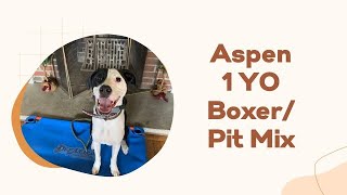 Aspen 1 Year Old Boxer Pit Bull Mix 1 Week Freedom Board And Train Obedience Training
