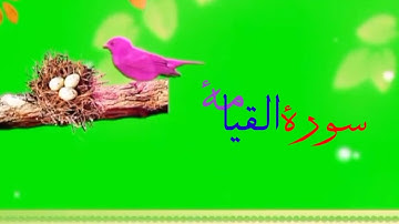 تلاوت سورة القيامة.. ښکلې آواز محمد فاروق صابر