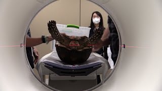 K-State Vet Med Virtual Tour - Radiology