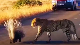 25 INCREDIBLE ROAD MOMENTS CAUGHT ON CAMERA