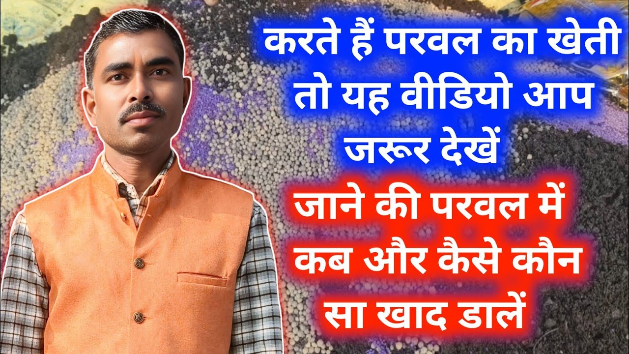 🌱परवल में ग्रोथ के लिए कौन सा खाद कब डालें और कैसे डालें और कौन-कौन सा डालें 🤔 जाने पूरी जानकारी ☺️