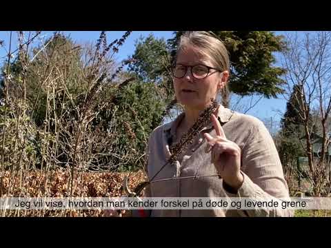 Video: Planting Og Omsorg For En Vert På Det åpne Feltet I Ural: Når Er Det Bedre å Plante? Hvordan Ta Vare På Det Riktig?