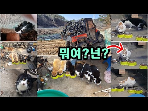 얼줌폭주,비닐정리,연치즈얼라,사료푸닥,<strong>금식</strong>