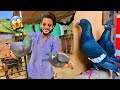 Vampire pigeons le ayedangerous kabootar