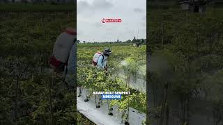 3 Fungisida Termurah Versi Tokder Fungisida Murah Tapi Gak Murahan!