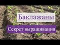 Выращивание баклажанов.В чем секрет?(28.05.2016)