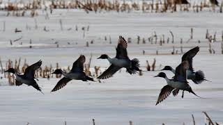 Common (Northern) Pintail Anas acuta, slide show photos taken at North Montezuma, N Y on 3/10/2021.