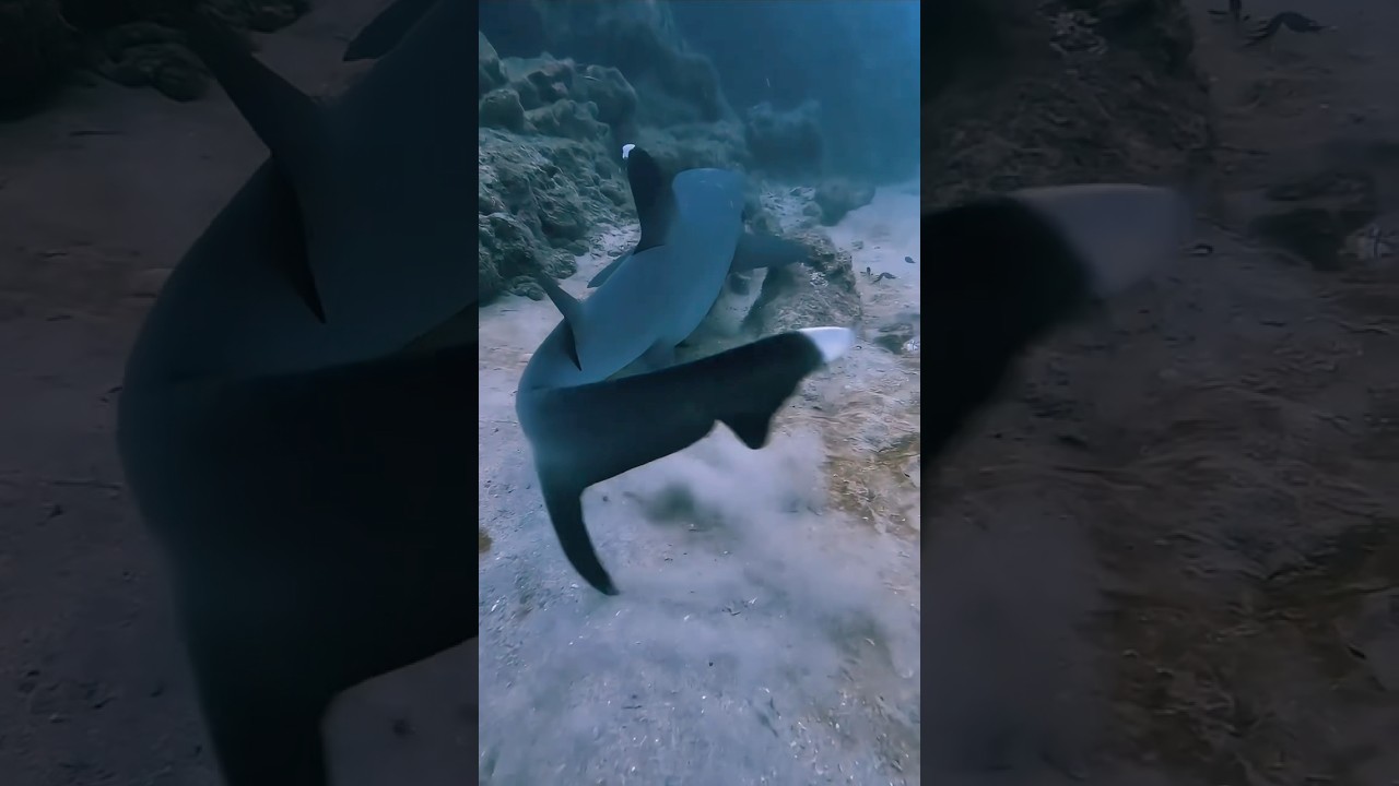 White tip reef shark 🦈