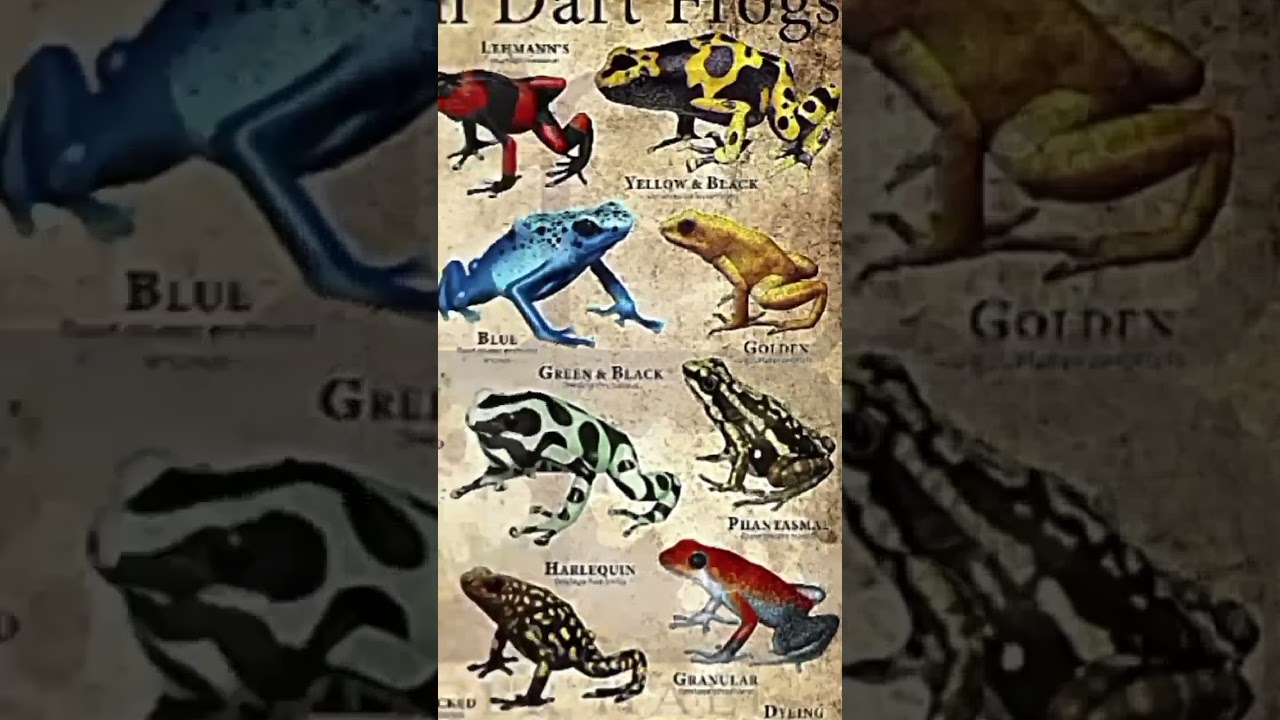 Golden Poison Dart Frog 