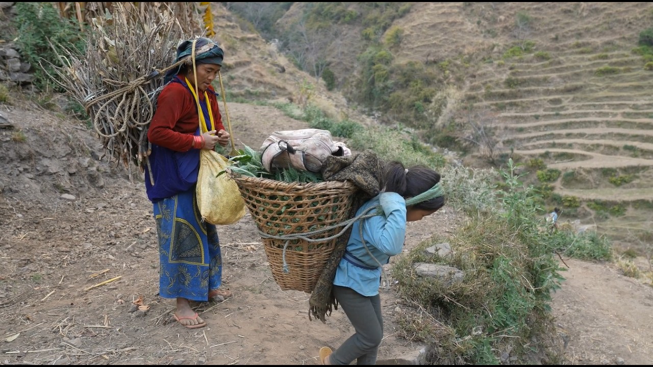 Picking up fodder for pigs in the village ll Rural village life