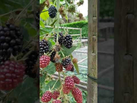 Video: Sklízení bobulí – Jak sklízet běžné druhy bobulí