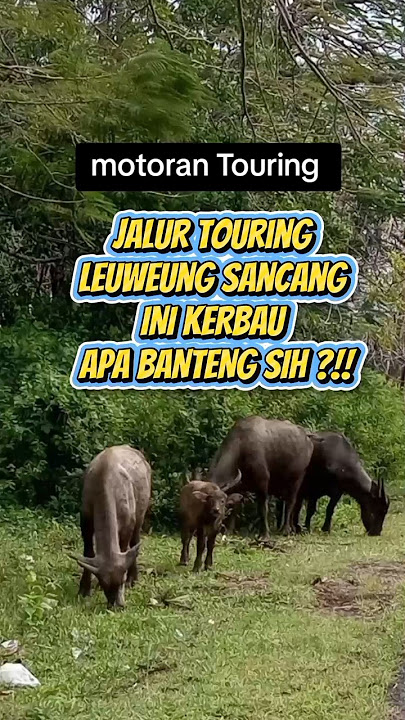 Ini Kebo apa Banteng sih temen2 ? jalur motoran touring Leuweung Sancang Garut selatan#touring