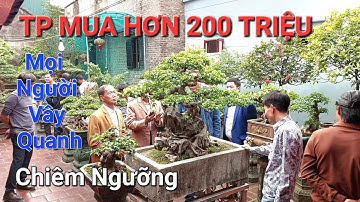 Ai Ai cũng ẤN TƯỢNG khi đến thăm vườn cây RẤT ĐẸP & SẠCH của anh TIẾN YÊN PHONG - BẮC NINH .